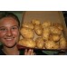 AGRIA POTATOES  2KG Bag Pukekohe Grown